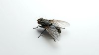 Detailed close-up of a fly with transparent wings and dark body on white background, isolated for design and educational use.