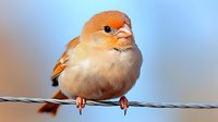 Small orange and beige songbird perched on wire against soft blue sky background. Cute fluffy bird with round body and bright plumage for nature photography.