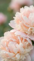 Soft peach peonies with morning dew drops in garden setting. Delicate ruffled petals create romantic floral composition for wedding and spring designs.