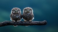 Two spotted owlets perched together on dark branch against blurred teal background, displaying symmetrical pose and identical expressions, creating natural wildlife scene.