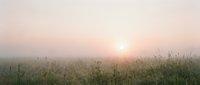 Sunrise over misty meadow with wild grasses and fog, creating serene morning landscape for nature, wellness, and environmental design projects.
