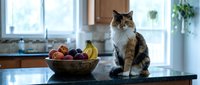 Tabby and white cat sitting on kitchen counter next to fruit bowl with apples and bananas, bright window background, domestic pet lifestyle scene.