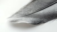Close-up macro shot of single gray bird feather with detailed texture and soft natural lighting on white background for nature and wildlife designs.
