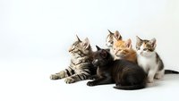 Group of adorable kittens with different coat patterns sitting together on white background, perfect for pet adoption campaigns and animal care.