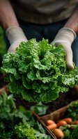 Fresh organic kale leaves held in gardening gloves above harvest basket with vegetables, close-up view showing texture and vibrant green color.