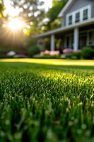 Fresh cut green lawn in front of suburban house at sunset with sun rays filtering through trees and garden flowers in background.