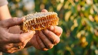 Beekeeper with dark skin holding fresh honeycomb filled with golden honey outdoors in apiary garden setting for agricultural and food production use.