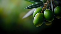 Fresh green olives growing on branch with water drops against blurred natural background, macro shot with selective focus for food industry and agriculture.
