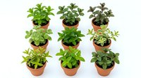 Collection of small potted herb plants in terracotta pots arranged in rows, featuring various green leafy herbs perfect for indoor gardening and cooking.
