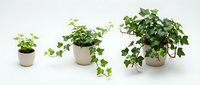 Potted ivy plants in cream ceramic containers of varying sizes displaying cascading green foliage, suitable for interior decoration and home gardening projects.