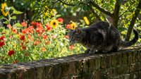Black cat walking on stone wall with colorful garden flowers in background, outdoor pet portrait for nature and animal themes.