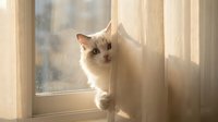 Curious cream-colored cat peeking around sheer curtain by sunlit window, expressing playful feline behavior and indoor pet lifestyle moments.