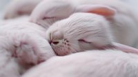 Sleeping white kitten close-up with soft pink tones, showing peaceful expression and delicate nose details against blurred furry background. Perfect for pet care and wellness themes.