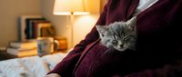Young gray tabby kitten resting on person's shoulder wearing burgundy sweater in cozy home interior with warm lamp lighting.