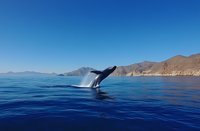 Majestic humpback whale breaching in deep blue ocean waters against mountainous coastline backdrop, creating dramatic splash during morning light.