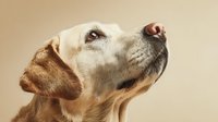 Golden retriever dog looking up with hopeful expression against warm beige background, perfect for pet care advertising and emotional marketing campaigns.