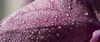 Macro shot of water droplets glistening on deep purple flower petals, creating a fresh, dewy botanical texture for nature and wellness designs.