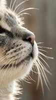 Extreme close-up of a tabby cat face with long whiskers glowing in soft natural sunlight, showcasing feline texture and detail.