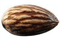 Single ripe brown cocoa pod isolated on white background, detailed texture and natural pattern visible, ready for commercial and packaging design use.