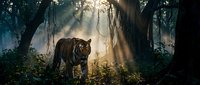 Tiger walking through misty forest with golden sunlight filtering through ancient trees and hanging vines, creating atmospheric woodland scene for wildlife and nature projects.