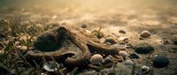 Weathered coconut shell resting on sandy beach among smooth pebbles and dried seaweed with warm golden sunlight creating peaceful coastal atmosphere.