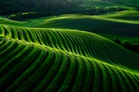 Rolling green agricultural hills with curved planting rows creating dramatic patterns in morning light. Aerial view of terraced farmland showcasing sustainable agriculture.