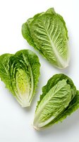 Fresh romaine lettuce hearts isolated on white background for healthy cooking and salad preparation.