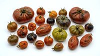 Assorted heirloom tomatoes in various colors and sizes arranged on white background. Fresh organic vegetables for cooking and healthy eating.