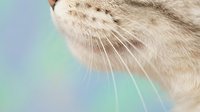 Close-up of orange tabby cat whiskers and nose against soft pastel background for pet care and feline health concepts.