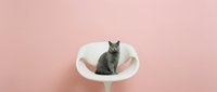 Gray tabby cat sitting in white elevated pet bed against soft pink background, suitable for pet care, veterinary, and animal wellness marketing materials.