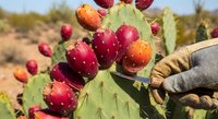 Hand in protective glove harvesting ripe prickly pear cactus fruits in desert landscape. Fresh opuntia berries ready for organic food production and cooking.