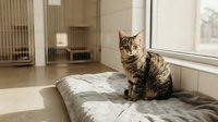 Adorable tabby cat sitting on cozy bed by sunny window in modern bedroom interior, perfect for pet care and home comfort concepts.