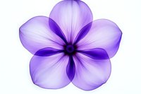 Purple flower with five delicate petals radiating from dark center on white background, glowing translucent effect creates ethereal botanical art.