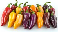 Fresh colorful sweet peppers arranged in row on white background, variety of yellow, red, orange and purple bell peppers isolated for food design and packaging.