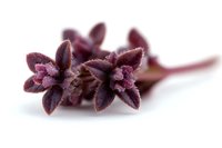 Purple basil flowers with delicate frost-like crystals on dark burgundy petals against white background, macro photography showing intricate botanical details.