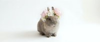 Adorable gray rabbit wearing pink flower crown sitting on white background, perfect for Easter celebrations, spring themes and pet photography projects.