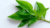 Fresh green basil leaves with water drops on white background, aromatic culinary herb isolated for cooking and food design projects.