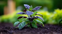 Young purple basil plant growing in rich dark soil against blurred green garden background, showing fresh leaves and new growth in natural sunlight.
