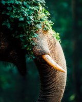 Close-up view of elephant trunk with green ivy growing on top, creating natural harmony between wildlife and flora against dark green forest background.