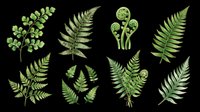Botanical fern leaves collection isolated on transparent background, ready for t-shirt design, clipart, stickers, sublimation and print-on-demand projects.