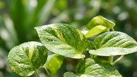 Fresh green pothos leaves with natural water droplets in soft morning light creating organic home decor and indoor gardening atmosphere.