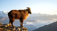 Brown woolly sheep standing on rocky mountain cliff with snow-capped peaks and dramatic sky in background during golden hour sunrise or sunset.