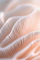 Delicate pink mushroom gills in extreme macro photography showing natural organic patterns and textures. Soft pastel tones create serene abstract composition.