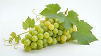 Fresh green grapes cluster with vine leaves isolated on white background for healthy food design and culinary projects.