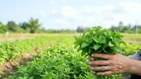 Farmer holding fresh green seedling plant in hands above cultivated agricultural field during harvest season for farming and gardening projects.