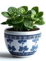 Fresh peperomia plant with glossy round leaves growing in decorative white and blue ceramic pot with oriental pattern, isolated on white background for home decor.