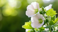 White mallow flowers with bright green leaves against blurred natural background, soft morning light creates dreamy garden atmosphere.