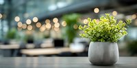 Small green plant in concrete pot on wooden table with blurred restaurant interior and bokeh lights in background.