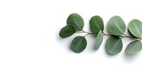Fresh eucalyptus branch with round silver-green leaves isolated on white background. Natural botanical element for design layouts and wellness concepts.