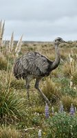 Greater rhea bird standing in natural grassland habitat with wildflowers and pampas grass under overcast sky in South American pampas wilderness area.
